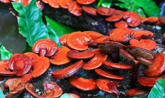 Полезные свойств гриба рейши, состав, применение в лечении и противопоказания Что такое гриб рейши по русски