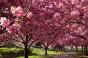 Сонник цветущее дерево сакура во сне Сонник сакура розовая
